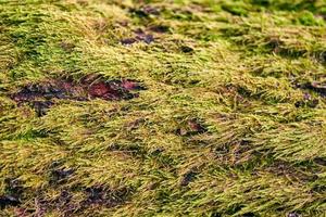 Bright green moss covering tree trunk in forest photo