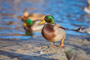 Drake mallard duck, close up photo