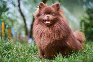 perro marrón pomeranian spitz en el jardín foto