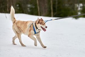 Running Husky dog on sled dog racing photo