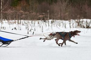Winter sled dog racing photo