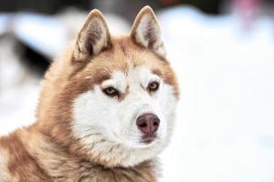 Husky sled dog face, winter background photo