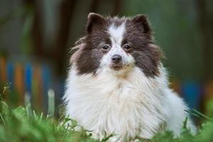 Pomeranian Spitz dog in garden photo