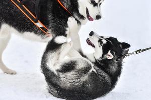 Husky dogs playing, winter background. Funny pet on walking before sled dog racing. photo