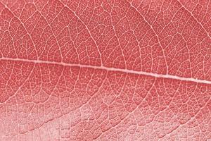 Macro leaf texture pink red colorized with beautiful relief facture of plant, close up macro photo