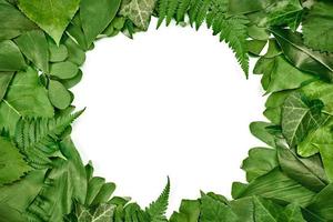 Green leaves circle frame with white empty copy space in center, flat lay top view photo