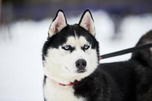 cara de perro de trineo husky, fondo de invierno foto