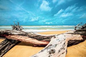 dead tree at beautiful beach photo