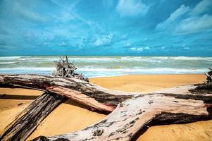 dead tree at beautiful beach photo