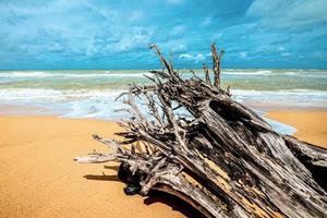 árbol muerto en la hermosa playa foto