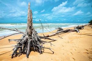 árbol muerto en la hermosa playa foto