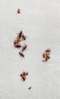 Group of cockroaches on plaster wall. photo