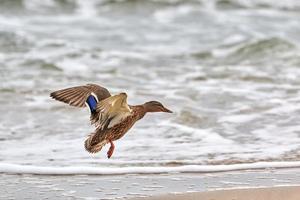 Flying mallard duck near coastline of Baltic Sea photo