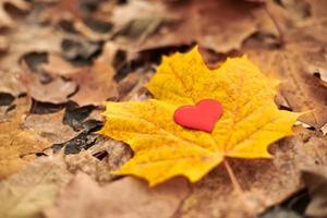 Heart on maple leaf. Infatuation or loneliness concept. photo