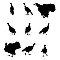 pavo, pavo, pavo, gobbler, pavo tom de pie, diferentes paquetes de siluetas de aves, vector aislado