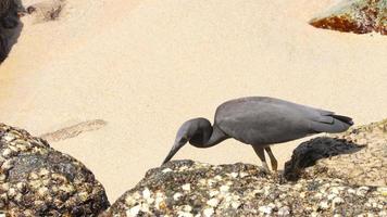 pacific rev häger egretta sakra jagar för fisk nära nai harn strand, thailand video