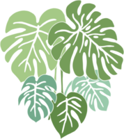 Simplicity monstera plant freehand drawing flat design. png