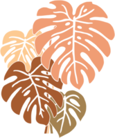 Simplicity monstera plant freehand drawing flat design. png