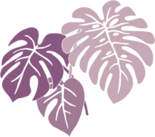 Simplicity monstera plant freehand drawing flat design. png