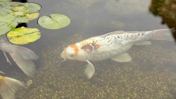 Gold fish in the pond. The fish swims in a decorative pond in the park. Japanese garden with fish in the water. video