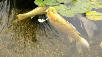 Fish in pond. Sturge behed swims in water. Japanese garden with pond. video