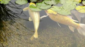 pescado en estanque. sturge behed nada en el agua. jardín japonés con estanque. video