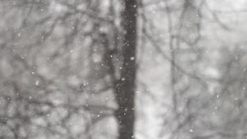 snö i detaljer. faller snö i makro fotografi. lugnande bakgrund. vinter- väder utanför. nederbörd textur. små snöflingor flyga förbi. video