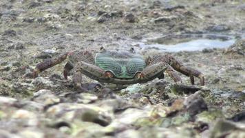 Schöne Krabbe an der Küste einer tropischen Insel, aus nächster Nähe. Erstaunliche tropische Welt der Semilan-Inseln, Thailand video