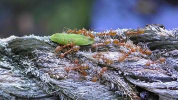 formigas ruivas atacaram a lagarta verde. formigas atacam e mordem uma lagarta em uma árvore. o mundo dos insetos na natureza video
