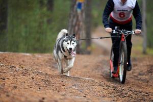 Bikejoring dog mushing race photo