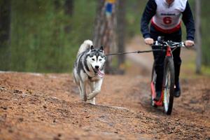 carrera de mushing de perros bikejoring foto