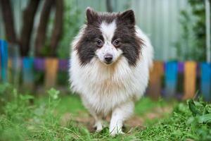 perro pomerania spitz en el jardín foto