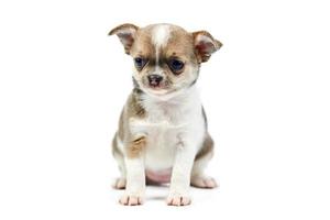 Chihuahua puppies, isolated photo
