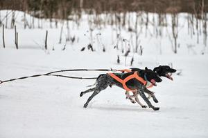 corriendo perro puntero en carreras de trineos tirados por perros foto