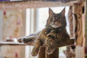 Maine Coon tortoiseshell cat sitting on cat house photo