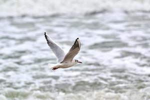 Seagull, gull flying over sea background photo