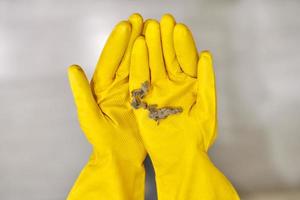 Hands in rubber gloves holding dust balls after cleaning. photo