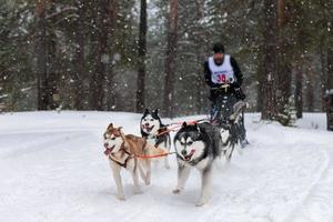 carreras de perros de trineo. El equipo de perros de trineo husky tira de un trineo con un conductor de perros. competición de invierno. foto