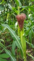 young corn hair on the tree photo