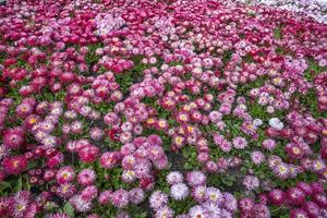 Carpet of mixed colorful flowers of Common Daisy- Monstrosa. Corsican Bellis Perennis Flower. photo