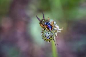 A brown earwig sits on a green leaf , Forficula auricularia. Blurred background photo