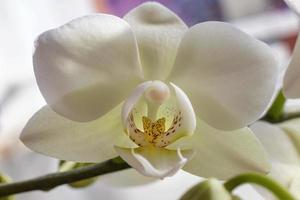 Beautiful blooming white orchid flowers close up photo