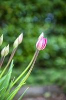 Tulip flower. Colorful tulips flower and buds in the garden. Beautiful tulips flower for postcard beauty and agriculture concept design. photo