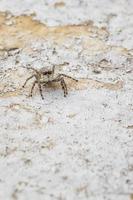 macro image of a jumping spider. Close up shot animal and insect. Vertical view photo