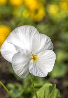 Beauty white viola flower spring on a sunny day. Vertical view photo