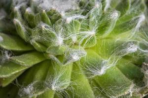 Cactus leaves, detailed close up photo, white threads between leaves visible photo