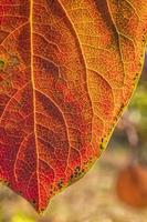 Detailed colorful leaf in autumn of the persimmon tree. Vertical view photo