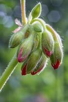 Beautiful view at Pelargonium or Geranium flower close look at a cluster of red buds and green leaves. Vertical view photo