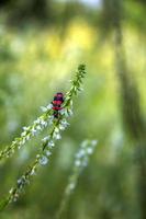 hermoso pequeño insecto sentado en la delicada flor.fondo borroso. vista vertical foto