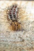 The hairy caterpillar in close-up. Selective focus photo